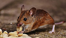 24 Hour & Emergency Exterminators in Canton, CT